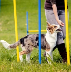 Agility Slalom Set 6 Delig Voor De Hond – 100 Cm Hoog – Agility Set – Honden Behendigheidsset – Slalom